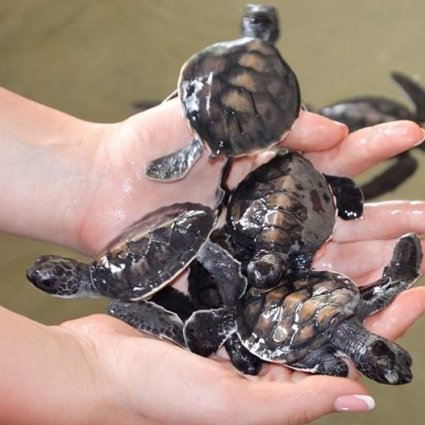Bentota-Sea-Turtle-Hatchery