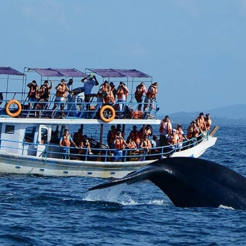 Whale and Dolphin Watching in Mirissa, Sri Lanka