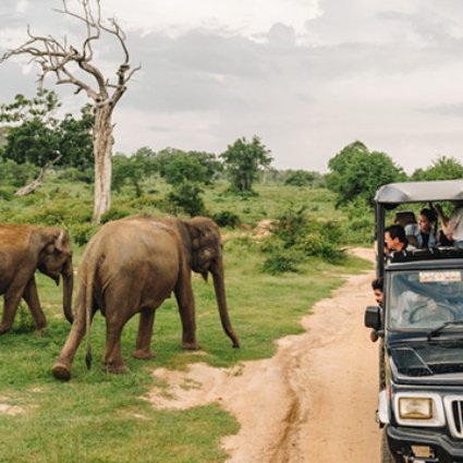 best-sri-lanka-wildlife-experiences-for-younger-kids-slider-2