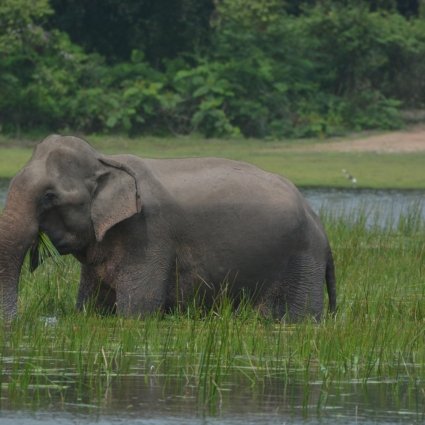 elephant-3903267_1920